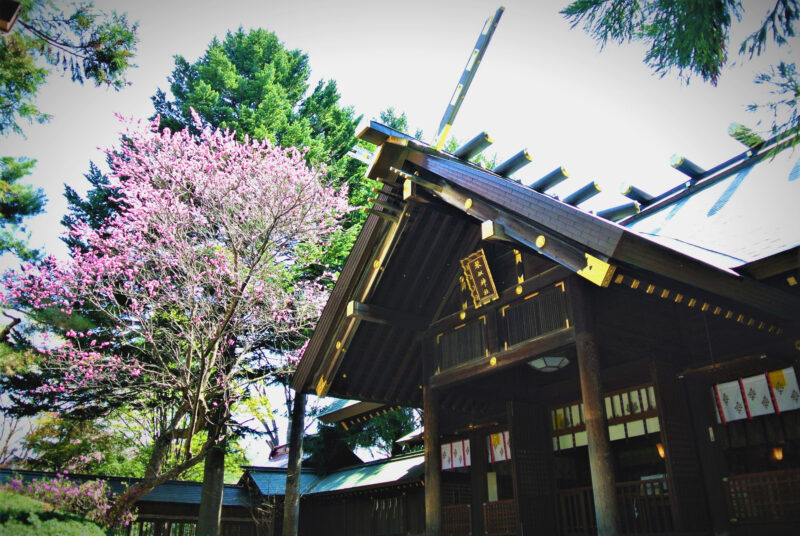 琴似神社の社殿と桜