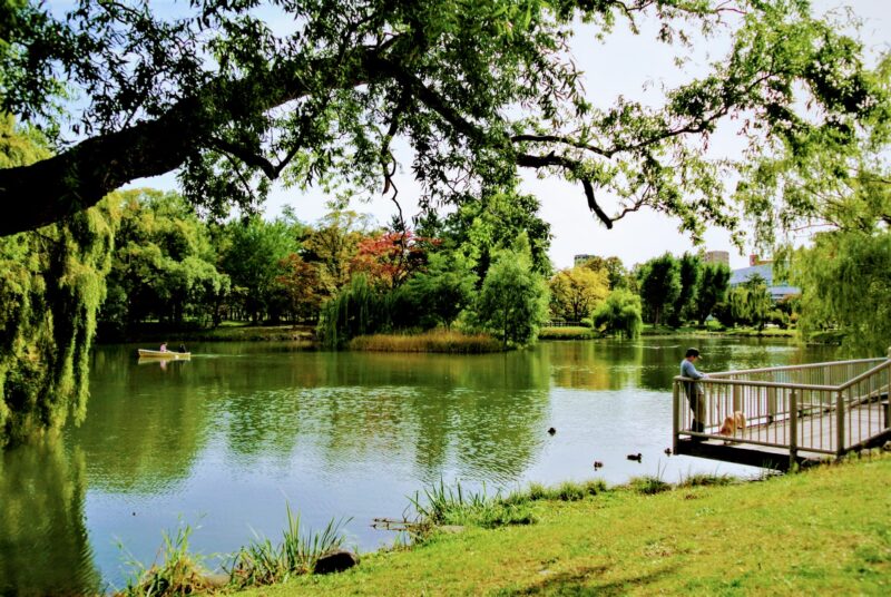 初夏の中島公園の菖蒲池