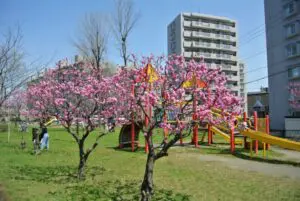 発寒河畔公園その２