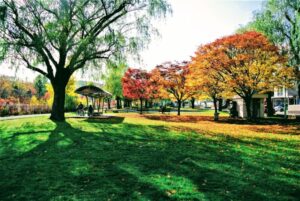 秋の発寒川公園