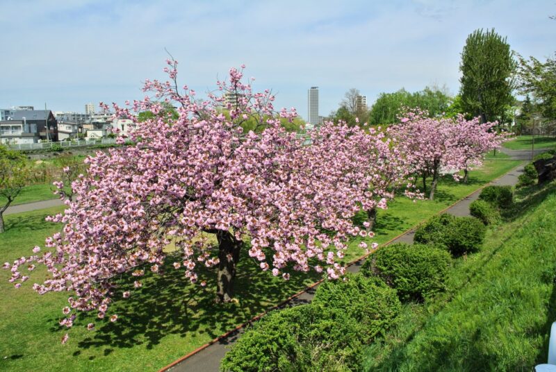 発寒河畔公園の桜のトンネル