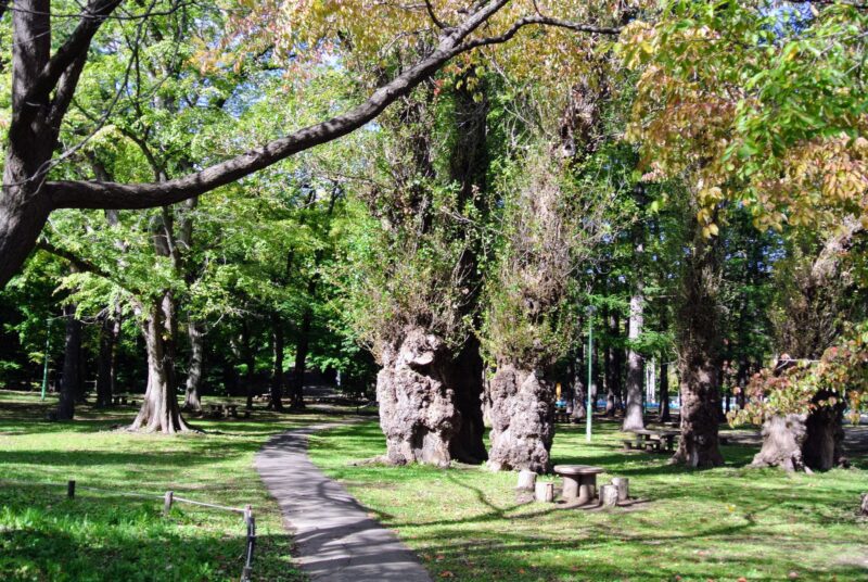 円山公園にある大樹
