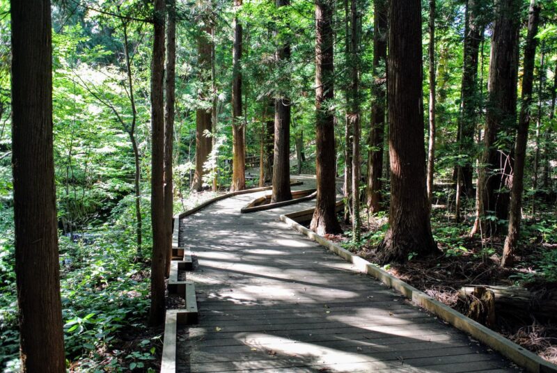 円山公園の杉林と木道