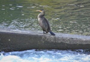 琴似発寒川の河鵜