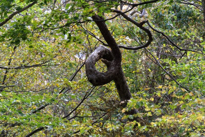 円山登山道の珍しい枝ぶりの木