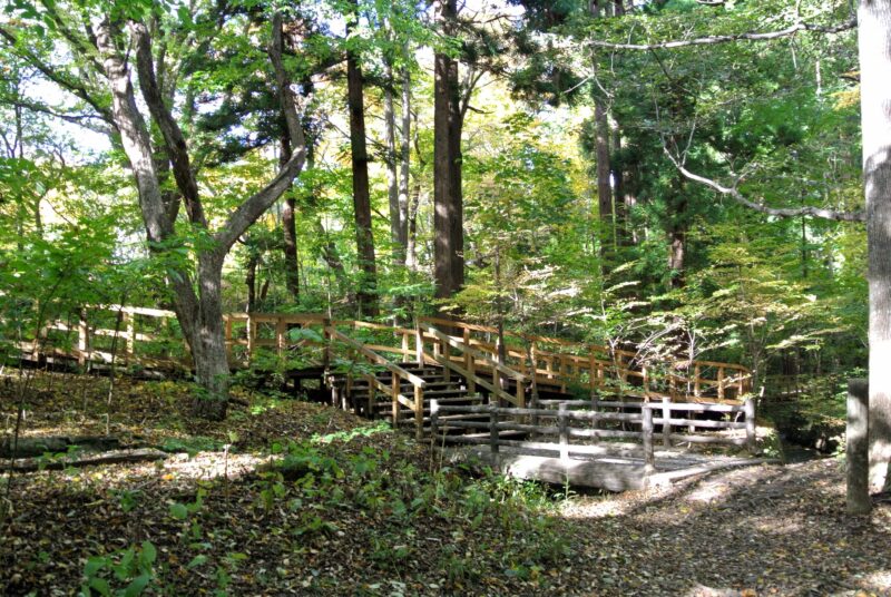 円山自然歩道の木道