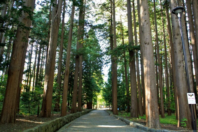 北海道神宮境内の杉林