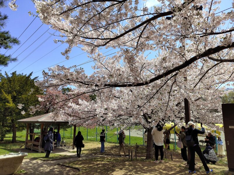円山公園の桜