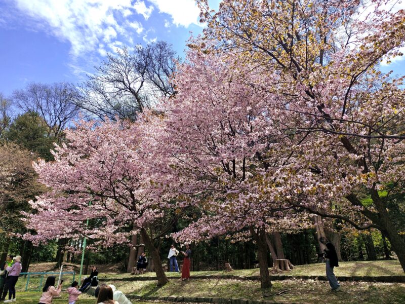 円山公園の桜
