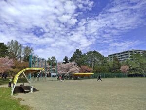 桜に囲まれた円山公園の坂下野球場の