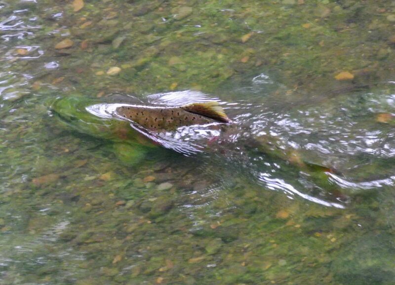 精進河畔公園中流あたりのサクラマス