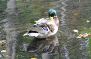 精進河畔公園のマガモ