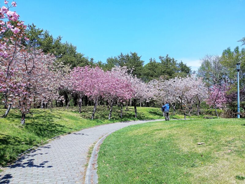 天神山緑地の八重桜の林