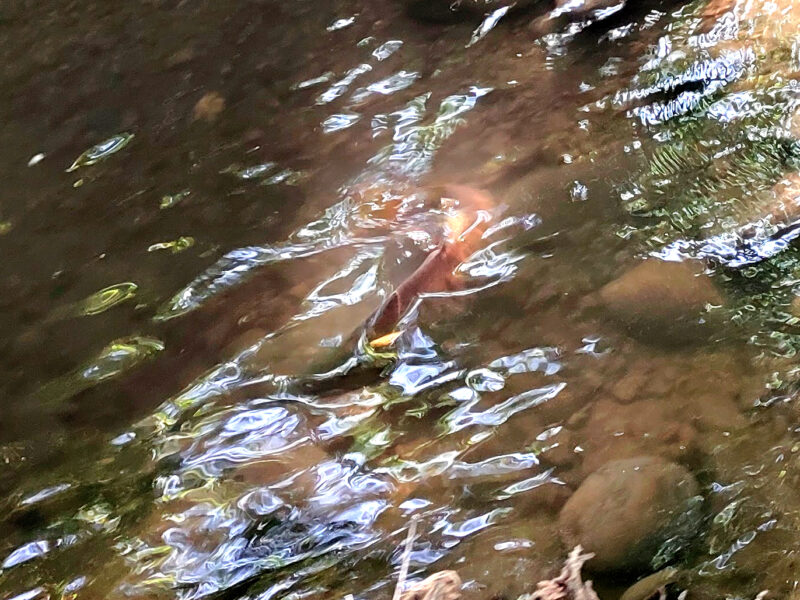 精進川のサクラマス