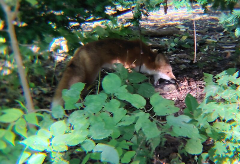 精進河畔公園でサクラマスを捕食するキタキツネ