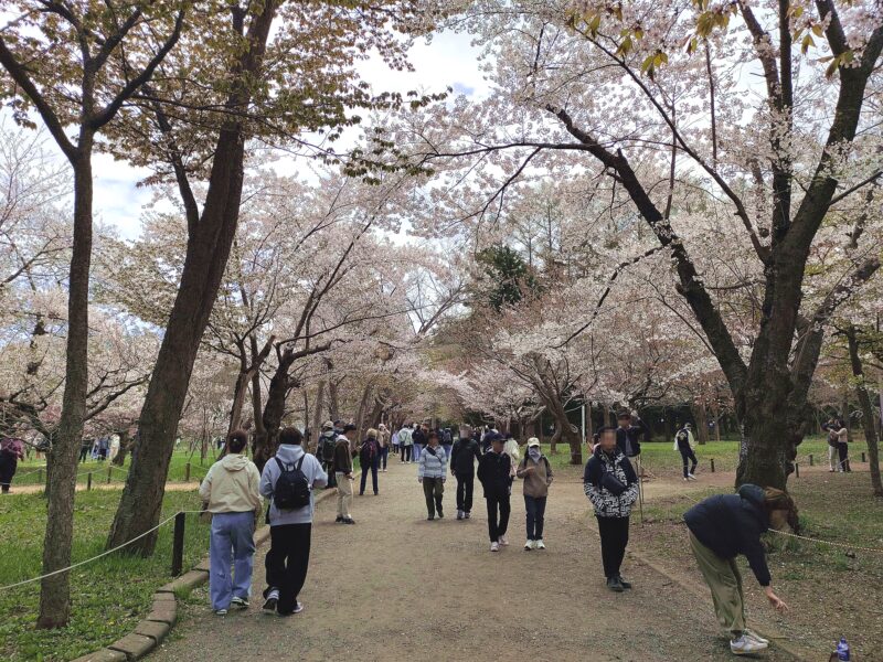 北海道神宮の桜