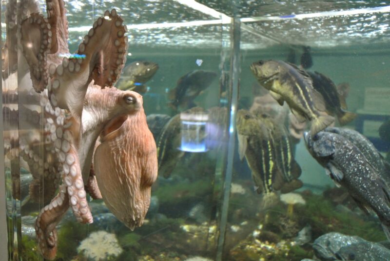 新さっぽろサンピアザ水族館のミズダコ
