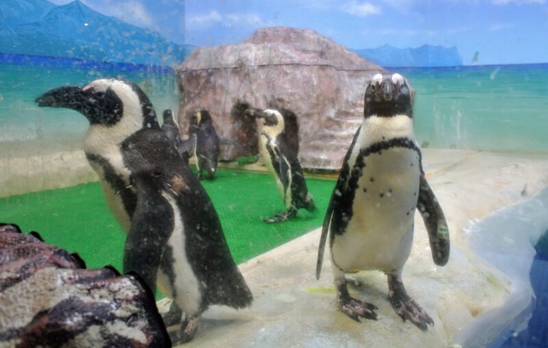 新さっぽろサンピアザ水族館のケープペンギン