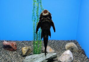 新さっぽろサンピアザ水族館のセルフィンプレコ