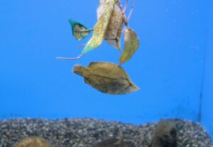 新さっぽろサンピアザ水族館のリーフフィッシュ