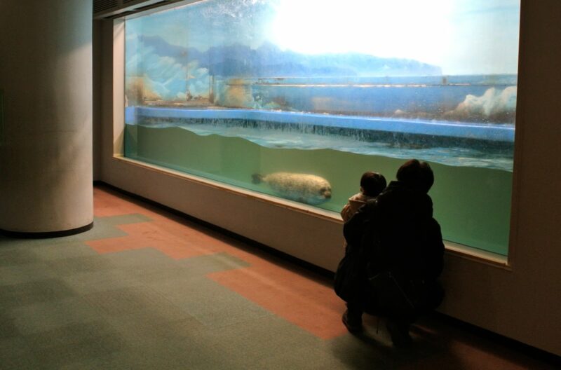 新さっぽろサンピアザ水族館のゴマフアザラシ