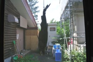 干し鮭