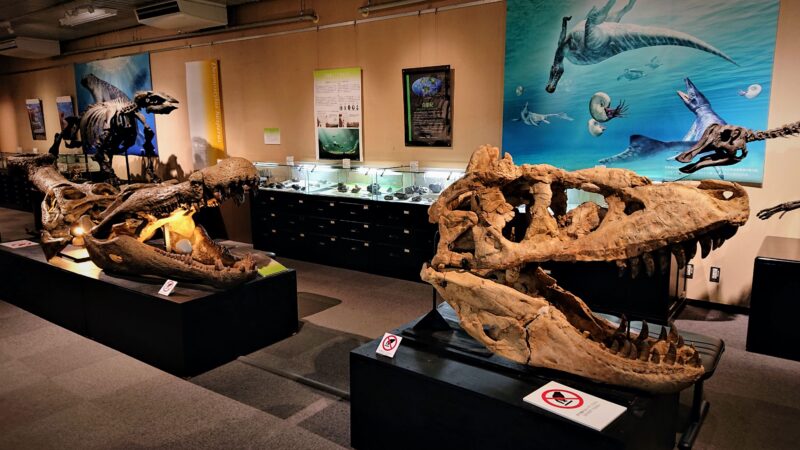 古生物の骨格標本展示