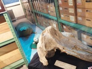 アザラシの親子の剥製