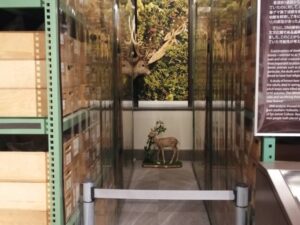 エゾシカの親子の剥製