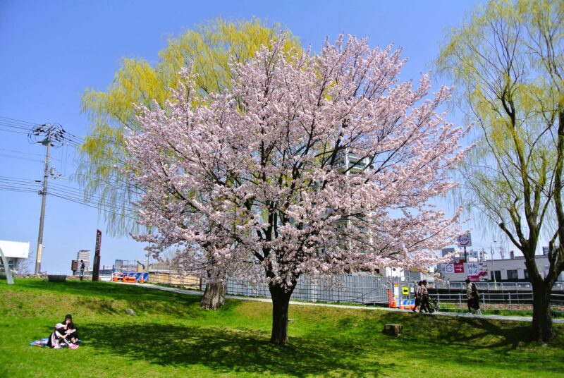 春の発寒川公園