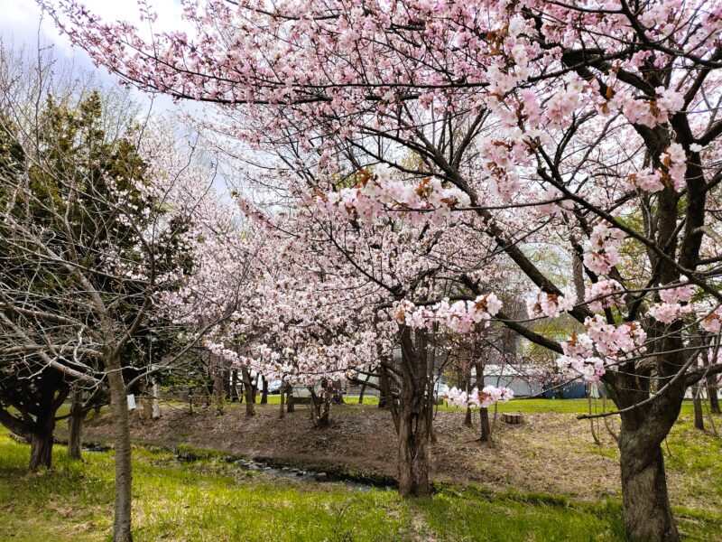 精進河畔公園の八重桜