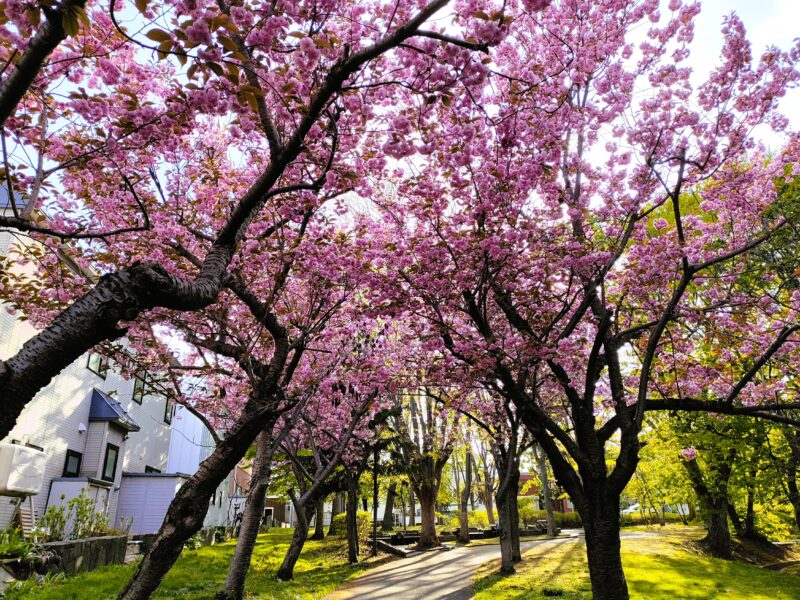 西野緑道の八重桜