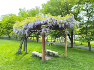 発寒河畔公園の藤棚