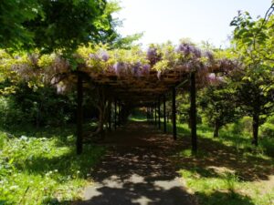 精進河畔公園の藤棚