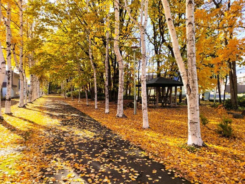 秋の西野緑道