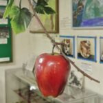 平岸郷土資料館に展示されているリンゴのレプリカ