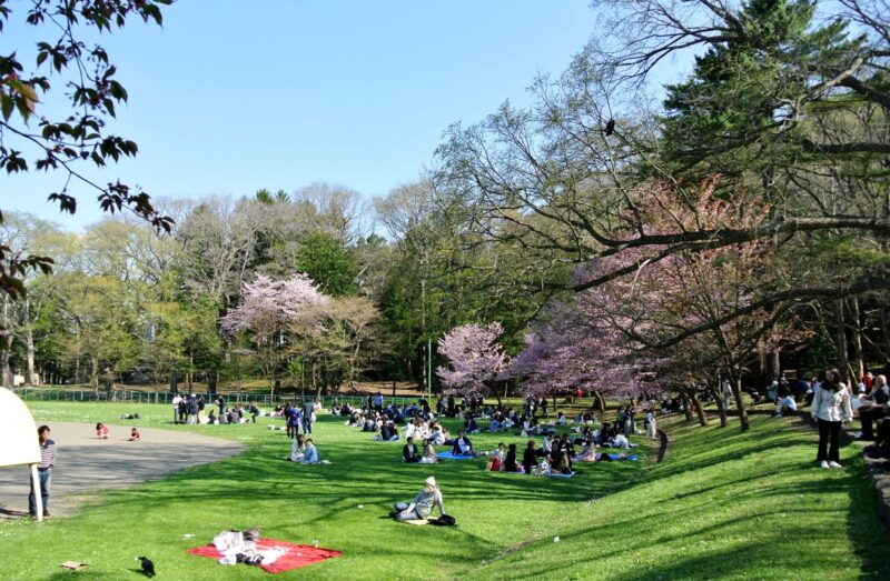 札幌の円山公園のお花見風景