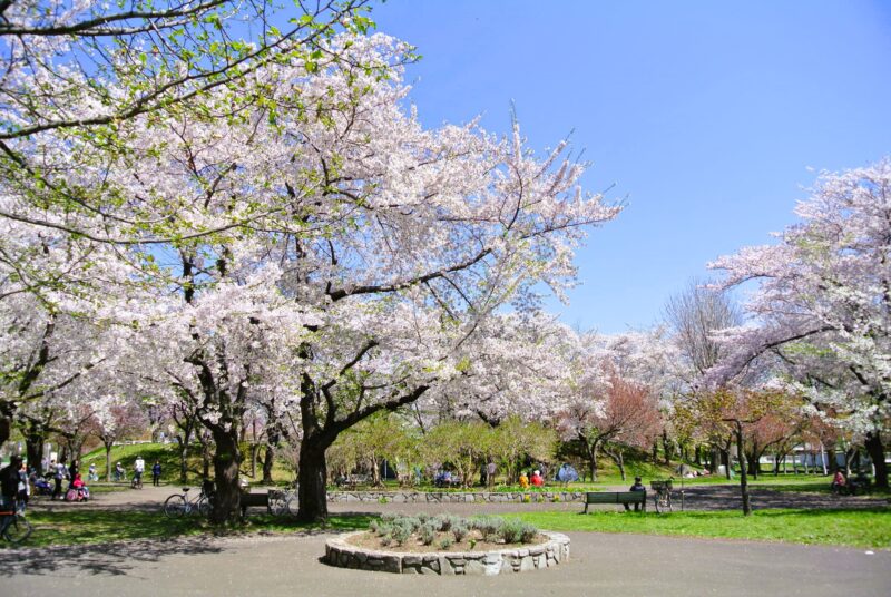 農試公園の桜