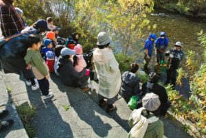 琴似発寒川のサケ観察会２
