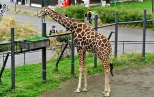 札幌市円山動物園のキリン