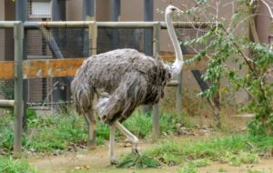 札幌市円山動物園のダチョウ