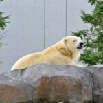 札幌市円山動物園のホッキョクグマ