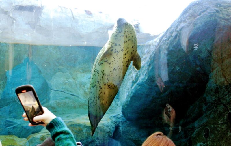 札幌市円山動物園のアザラシ