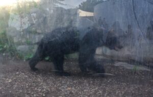 札幌市円山動物園のエゾヒグマ