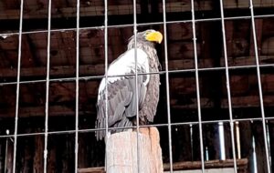 札幌市円山動物園のオオワシ