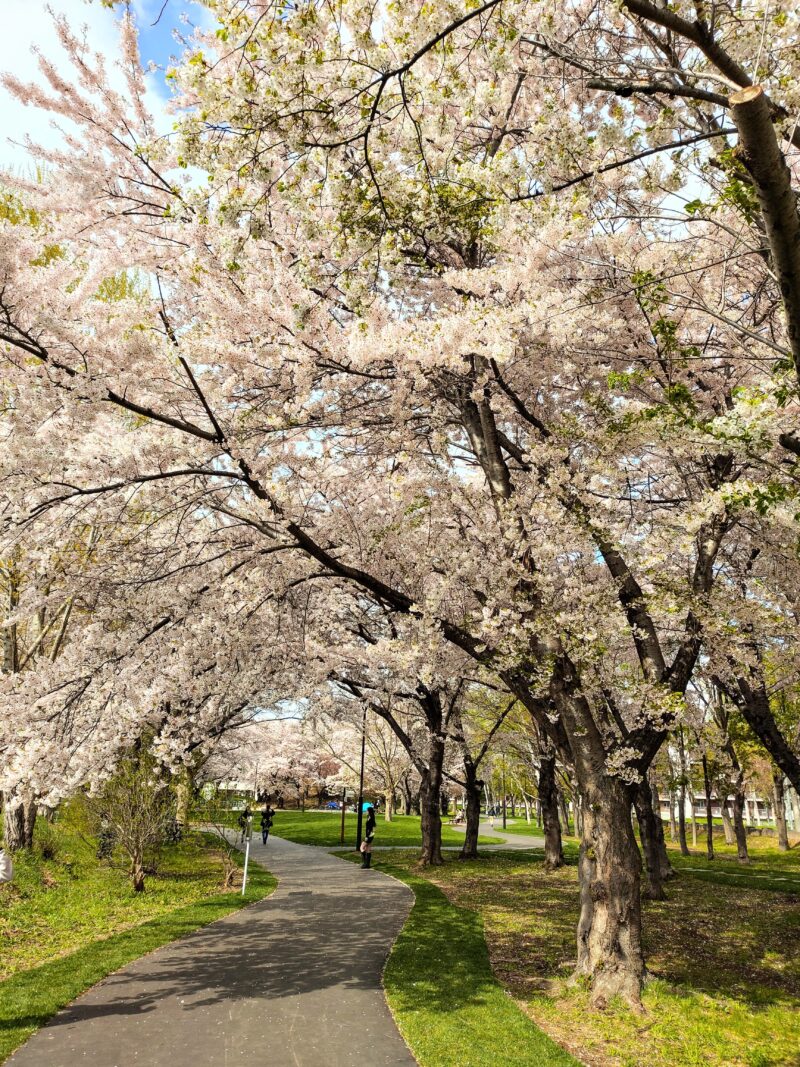 農試公園の桜2025年春