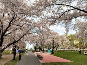 リニューアルした農試公園と満開の桜
