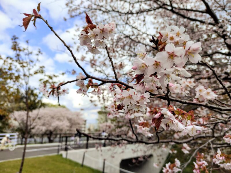 農試公園の桜2025年