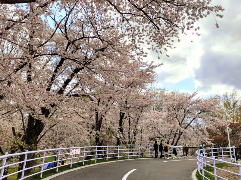 リニューアルした交通コーナーから眺める農試公園の桜