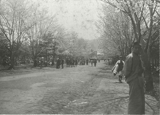 明治30年代、花見の人々で賑わう札幌神社の境内